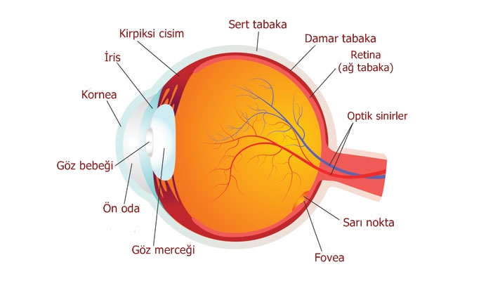 göz ağrısı neden olur