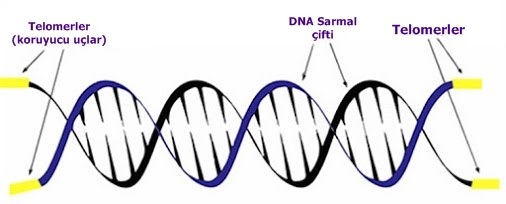telomer hücre seviyesinde yaşlanma nedir