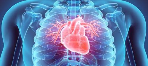 rokanın kalp damar sağlığına faydaları
