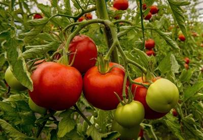 lityum nelerde bulunur: domates